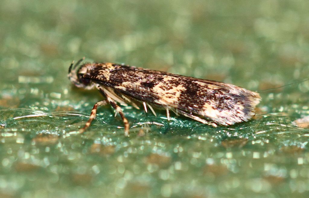 Id microlepidottero